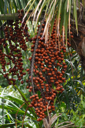 Buriti fruit tree of the amazon jungle
 photo