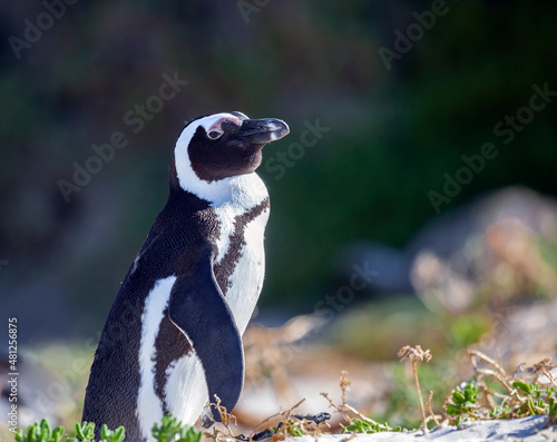 Fototapeta Naklejka Na Ścianę i Meble -  Penguin is standing sideways on the shore on dark background.