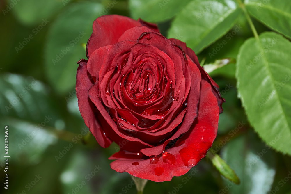 Roses in the garden of a country house after the rain.