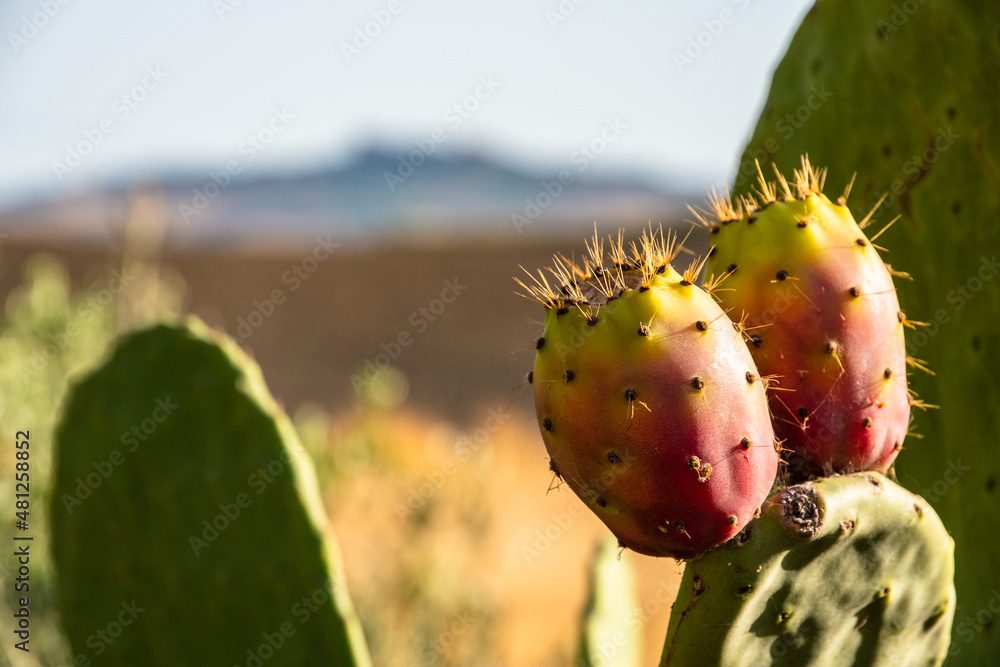 Ripe Sicilian prickly pears illuminated by the sun, Sicily, Italy Ripe Sicilian prickly pears illuminated by the sun, Sicily, Italy