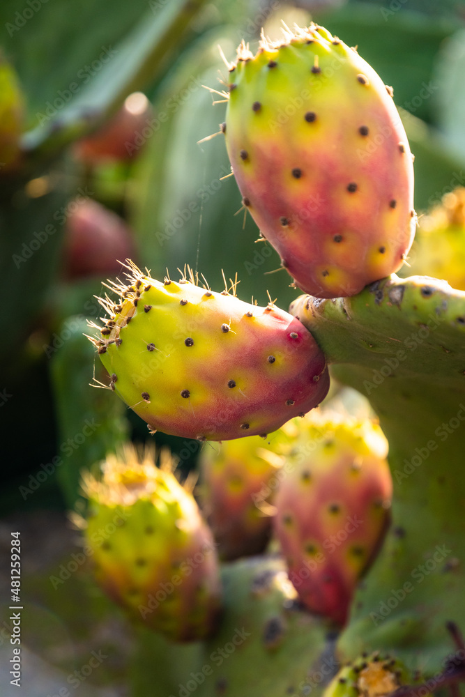 Ripe Sicilian prickly pears illuminated by the sun, Sicily, Italy Ripe Sicilian prickly pears illuminated by the sun, Sicily, Italy