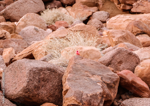 Red bird in the desert - Wadi Rum, Jordan
