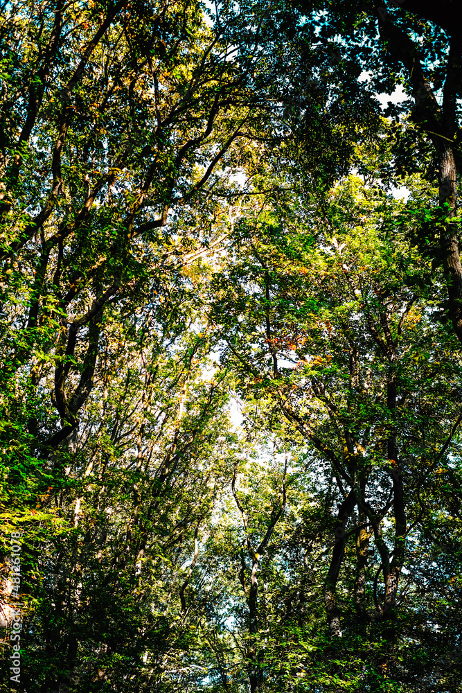 Wald von unten Wald von unten