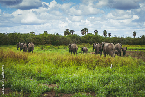 Photography A group of elephants at the safari