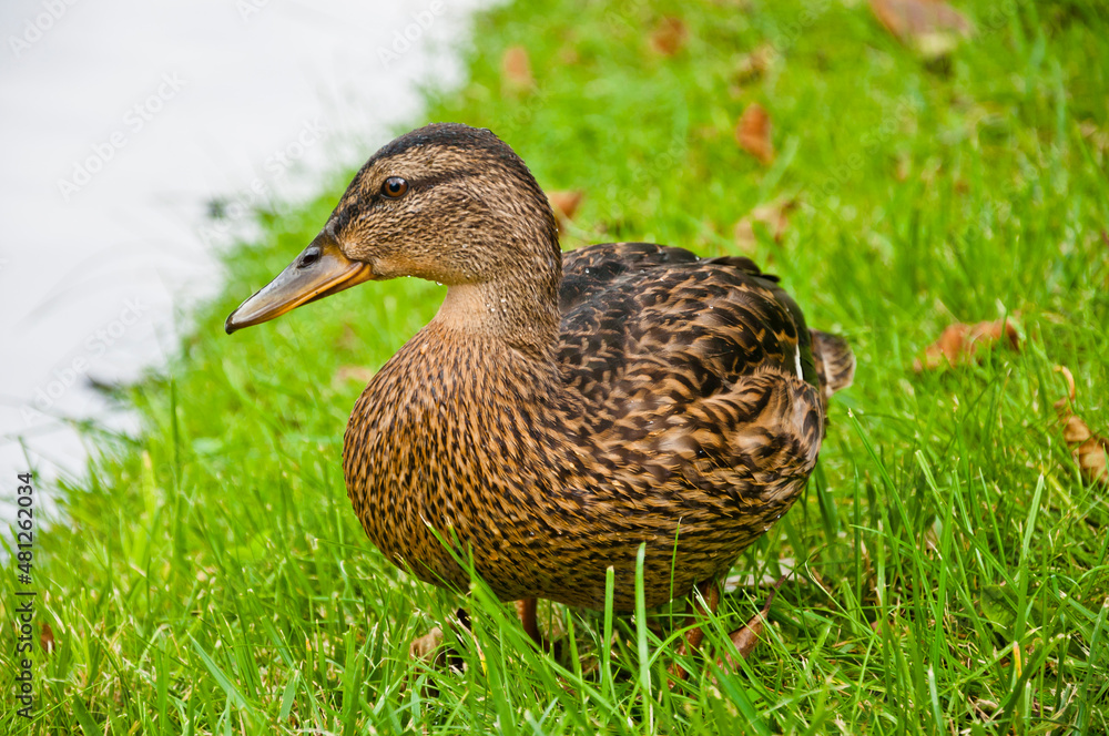 polish duck Anas platyrhynchos polish duck Anas platyrhynchos