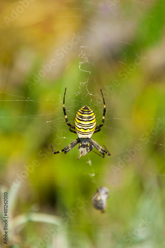 closeup shot of a spider Argiope bruennichi