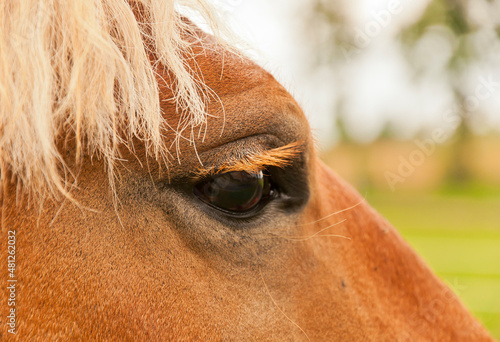 Closeup shot of a horse eye