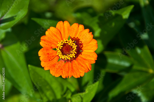 beautiful orange flower