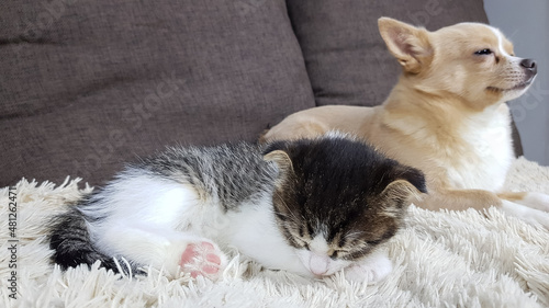 little cute kitten lop-eared white chihuahua sleeping together on a soft sofa at home. friendship of cats and dogs