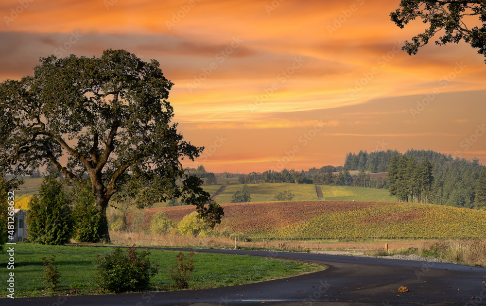 A vineyard just starting to turn fall colors at sunset near Salem Oregon