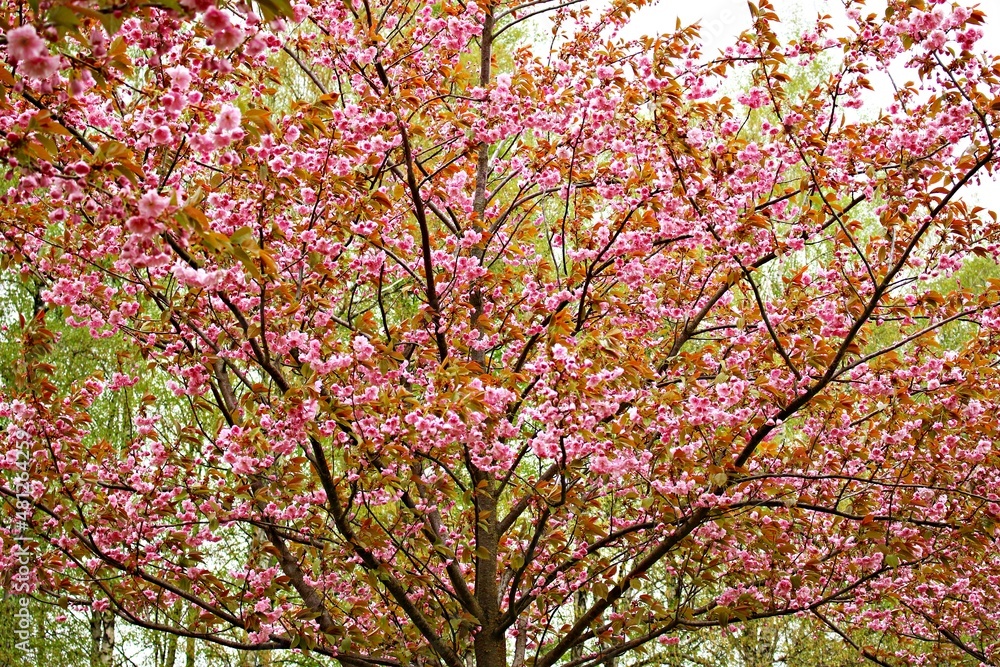 Sakura trees bloomed with many beautiful flowers on warm May days Sakura trees bloomed with many beautiful flowers on warm May days