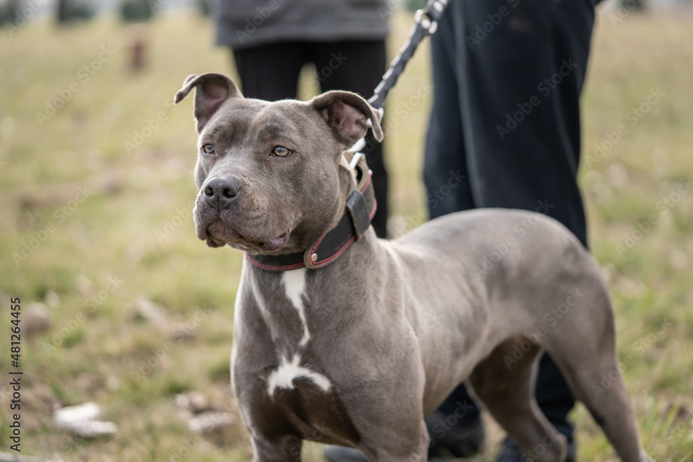 Close up on head of gray american pit bull terrier apbt dog on the leash standing in sunny day with low section of unknown man standing beside