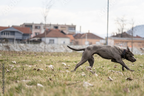 gray american pit bull terrier apbt dog running in the field in day