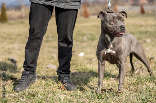 Close up on head of gray american pit bull terrier apbt dog on the leash standing in sunny day with low section of unknown man standing beside photo