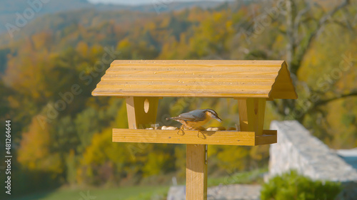 CLOSE UP, DOF: Bird explores birdfeeder set in the autumn colored countryside.