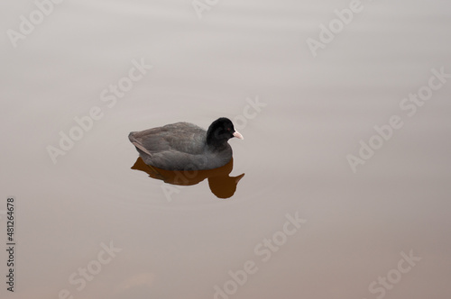 water birds  photo