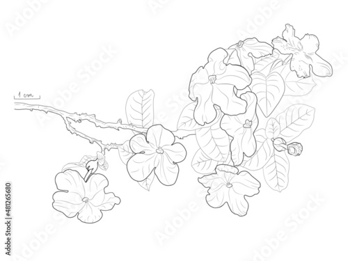 Brunfelsia uniflora called smelling manaca with new and old flowers on the same plant drawn with black lines and transparent background  typical of Brazil Atlantic Forest. Hand-drawn. Vector.