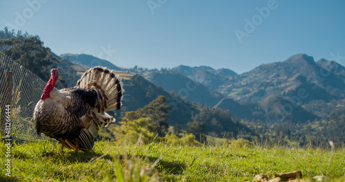 Pavo montaña por un campo en una granja.