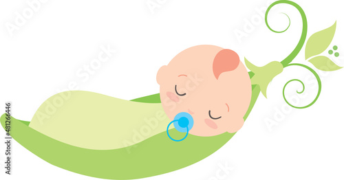 Baby Sweet pea