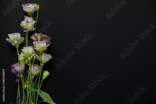 white flowers on black background. Lisianthus on a dark background. flowers for the funeral. Copy space. moke up. eustoma flower (lisianthus). Funeral symbols