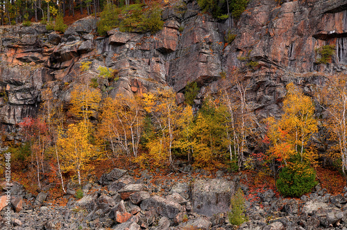 Birch trees in autumn colour at the base of large rock ridge Algonquin Park Ontario