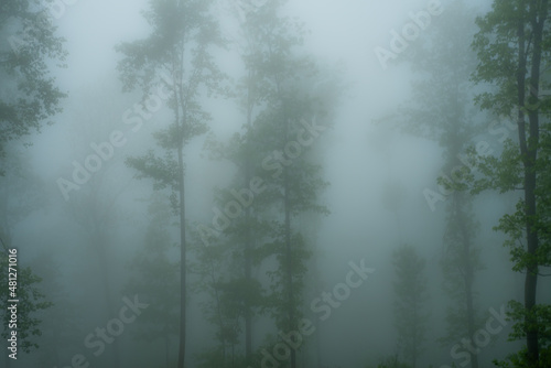 Creepy Fog Moving through the Trees - Shenandoah National Park