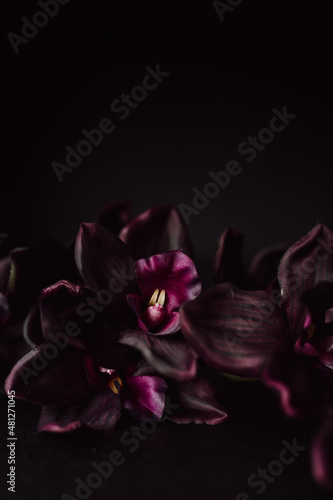 Deep Violet Orchids against Dark Background with Copy Space. Moody Valentine Florals. Purple Phalaenopsis Orchirds.