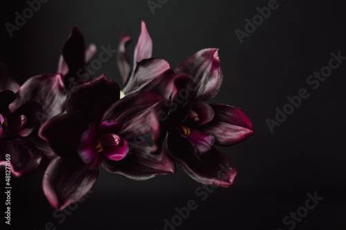 Deep Violet Orchids against Dark Background with Copy Space. Moody Valentine Florals. Purple Phalaenopsis Orchirds.