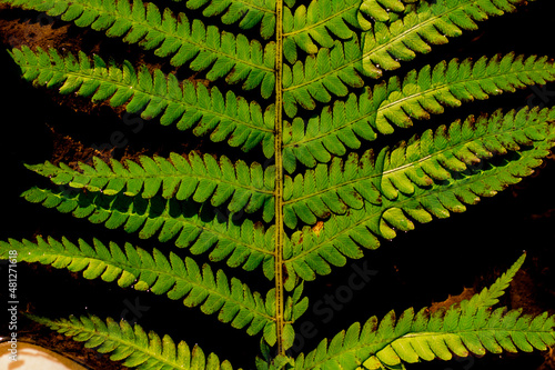 fern leaf in water. fern in the forest. wild and green plants.