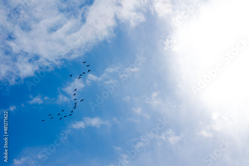 blue sky with cirrus clouds. a flock of birds flies in the sky. migration of wild birds.
