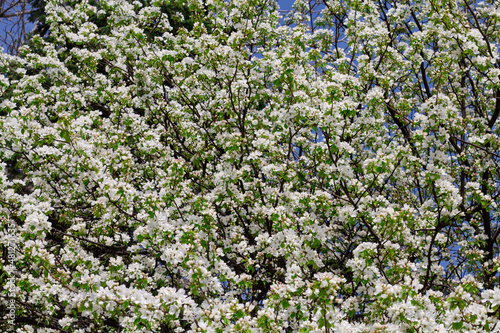 Blooming tree. Spring. apple blossom. branches with white flowers. beautiful natural background.