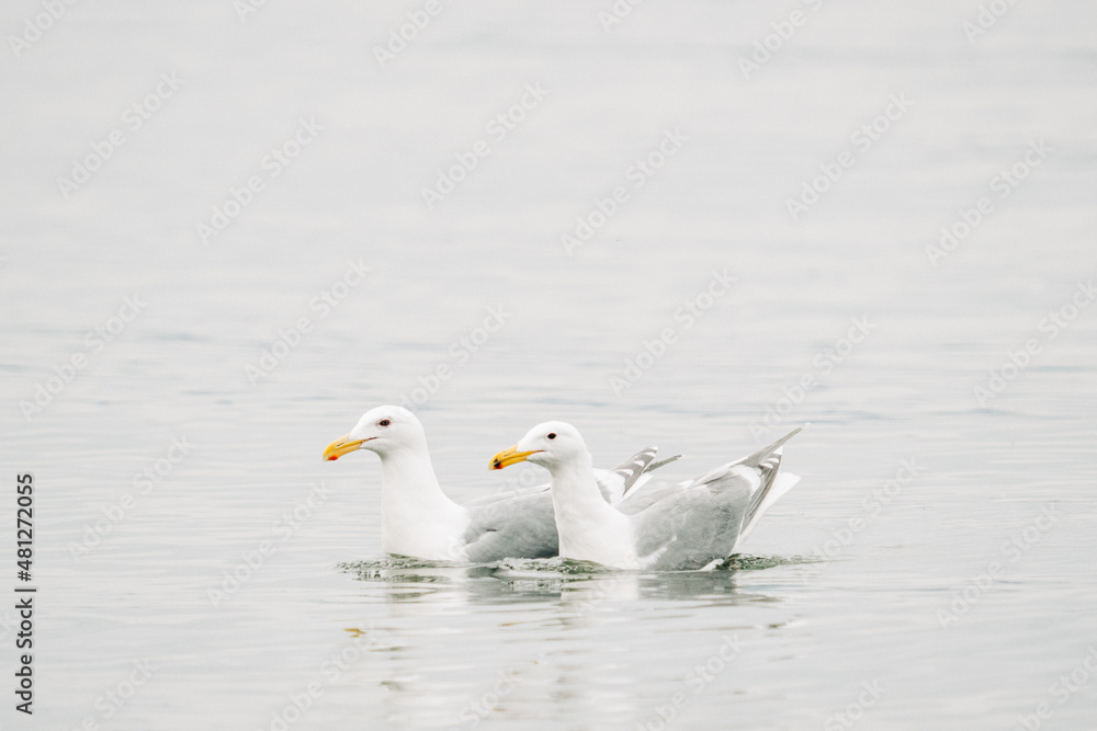 Closeup view of two sea gulls swimming together