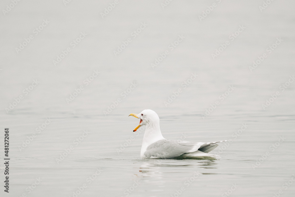 Side view of a sea gull with its mouth open Side view of a sea gull with its mouth open