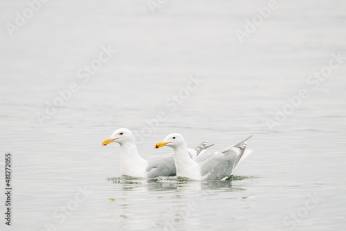 Closeup view of two sea gulls swimming together