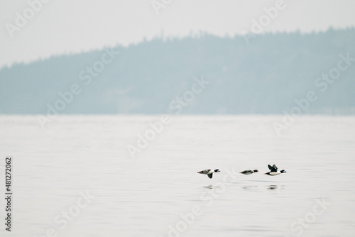 Wide view of three common goldeneye ducks flying together
