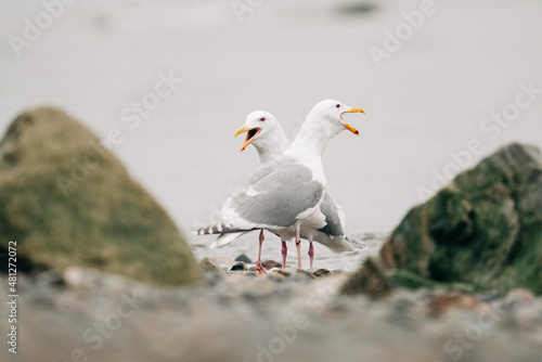 Foto Side view of two sea gulls squawking together on the beach