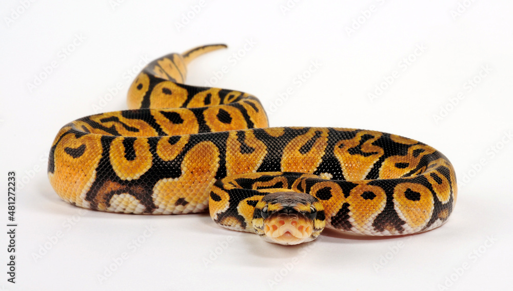 Ball python // Königspython (Python regius) - Pastel colour morph Ball python // Königspython (Python regius) - Pastel colour morph