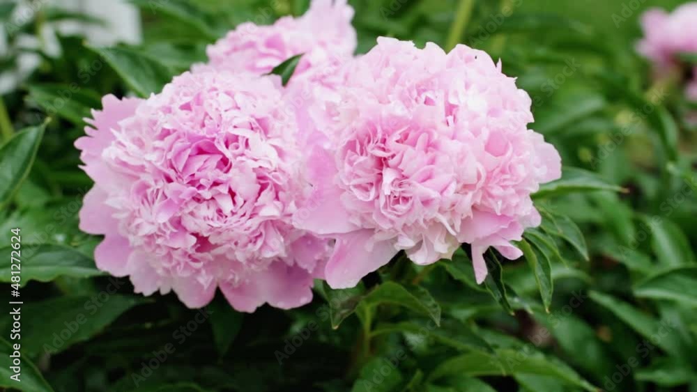 Video of a cluster of beautiful pink peony flowers with blurred background swaying in the wind. Video of a cluster of beautiful pink peony flowers with blurred background swaying in the wind.