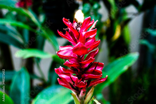flor roja