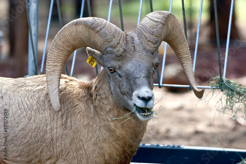 Bighorn Sheep photo