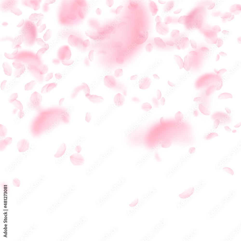 Sakura petals falling down. Romantic pink flowers falling rain. Flying petals on white square background. Love, romance concept. Flawless wedding invitation.