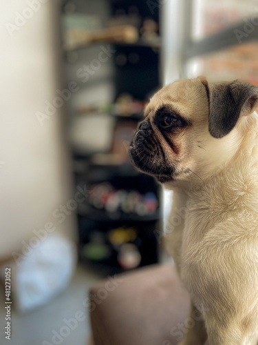 pug dog sitting on a sofa