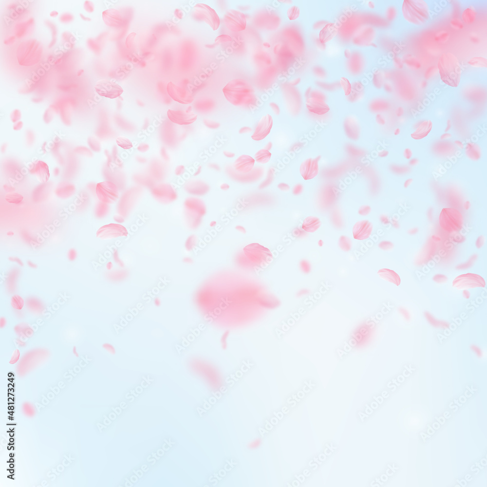 Sakura petals falling down. Romantic pink flowers falling rain. Flying petals on blue sky square background. Love, romance concept. Fair wedding invitation.