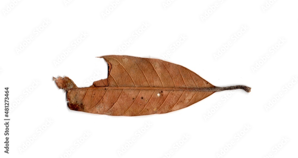 leaf isolated on white background leaf isolated on white background