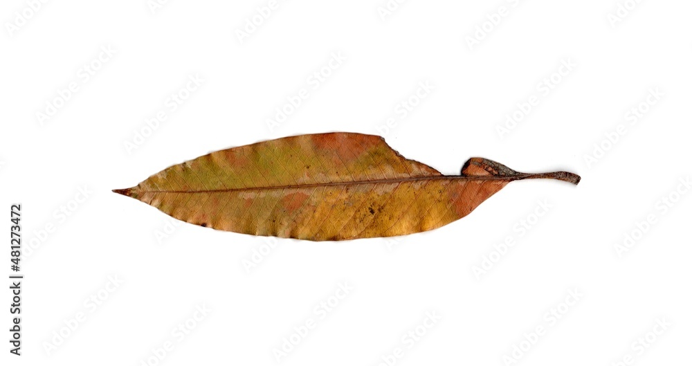 leaf isolated on white background leaf isolated on white background