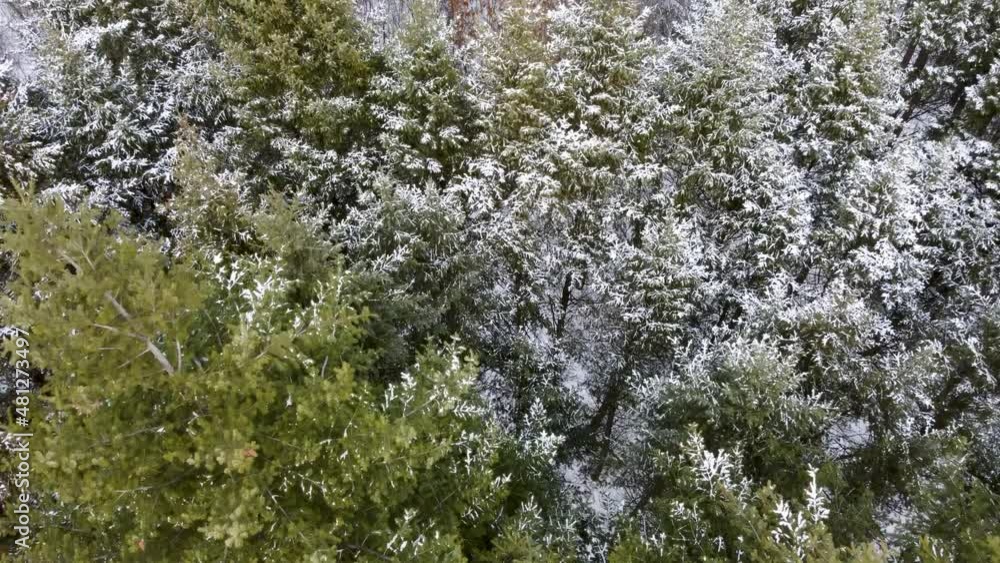 Pine green tree tops fur close-up in forest covered in light snow, aerial, fly down view. Evergreen trees in winter cold nature Pine green tree tops fur close-up in forest covered in light snow, aerial, fly down view. Evergreen trees in winter cold nature