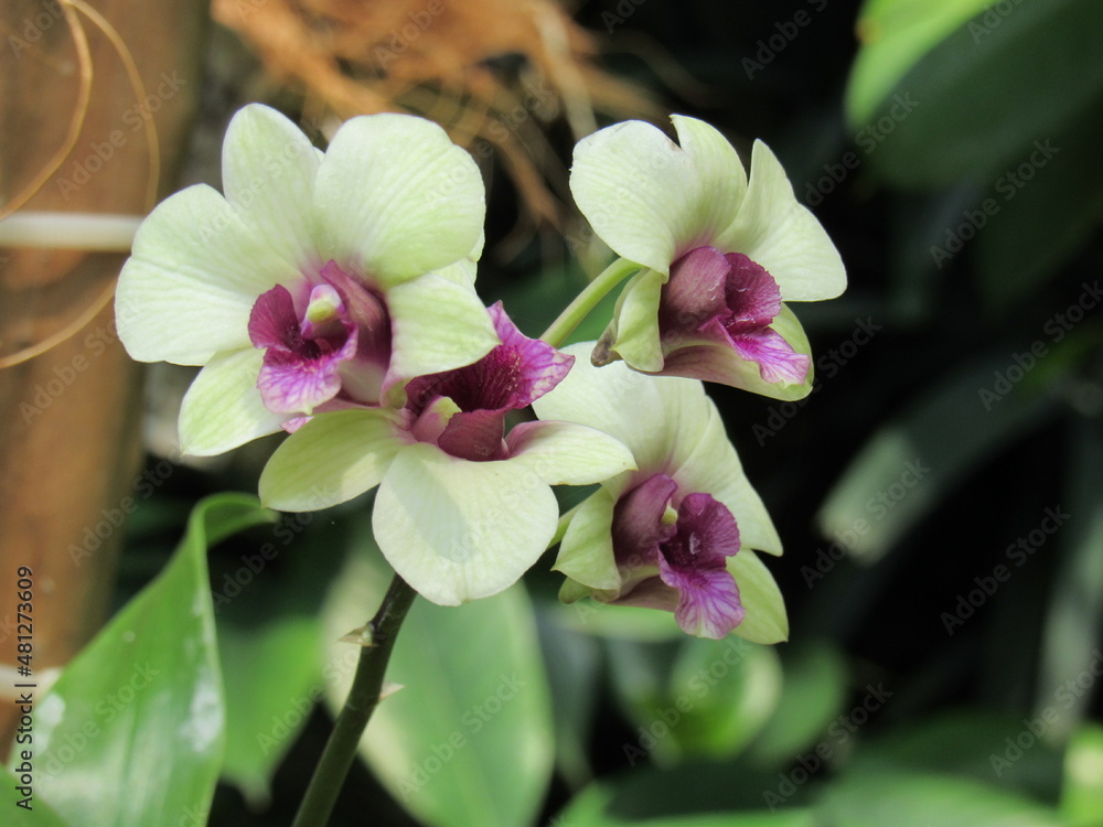 Obraz premium pink orchid flower