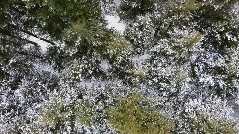 Green fur tree top branches in forest covered in light snow, aerial, look down view. Evergreen pine trees in winter cold nature Green fur tree top branches in forest covered in light snow, aerial, look down view. Evergreen pine trees in winter cold nature