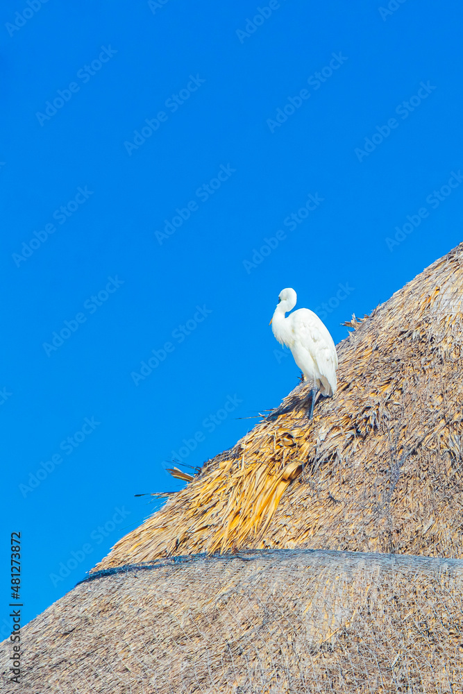 Great White Egret Heron bird blue sky background Holbox Mexico. Great White Egret Heron bird blue sky background Holbox Mexico.
