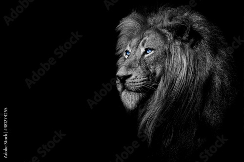 African male lion , wildlife animal Black and white but with colored eyes
